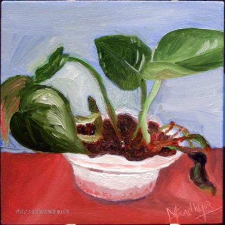 Money Plant