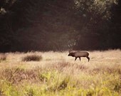 Elk Photograph- Landscape Photography, Nature, Wild Elk, Antlers, Yellow, Hunter Decor, Woodland, 8x10 Print