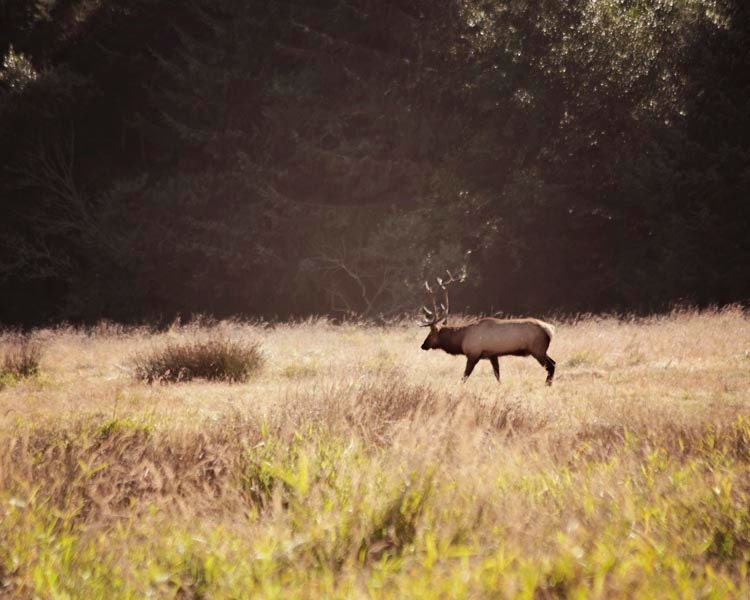 Elk Photograph- Landscape Photography, Nature, Wild Elk, Antlers, Yellow, Hunter Decor, Woodland, 8x10 Print