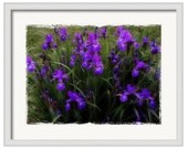 Spring Irises