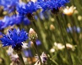Cornflower Blue Photo Fine Art Spring Photograph Bold Dramatic deep royal country Shabby Chic Country Chic home decor Emerald Green