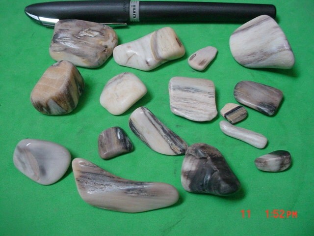 Tumbled Petrified Wood