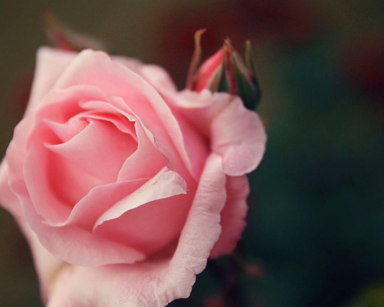 Romantic Photography Paris  - Pink Roses - Parisian Bedroom Decor - French Flower Print - Feminine Floral - Garden Art Print - Soft Dramatic