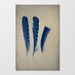 Feathers of Three- nature photography woodland art tribal bird decor blue jay feather photo - indigo photo home decor 8x12 navy