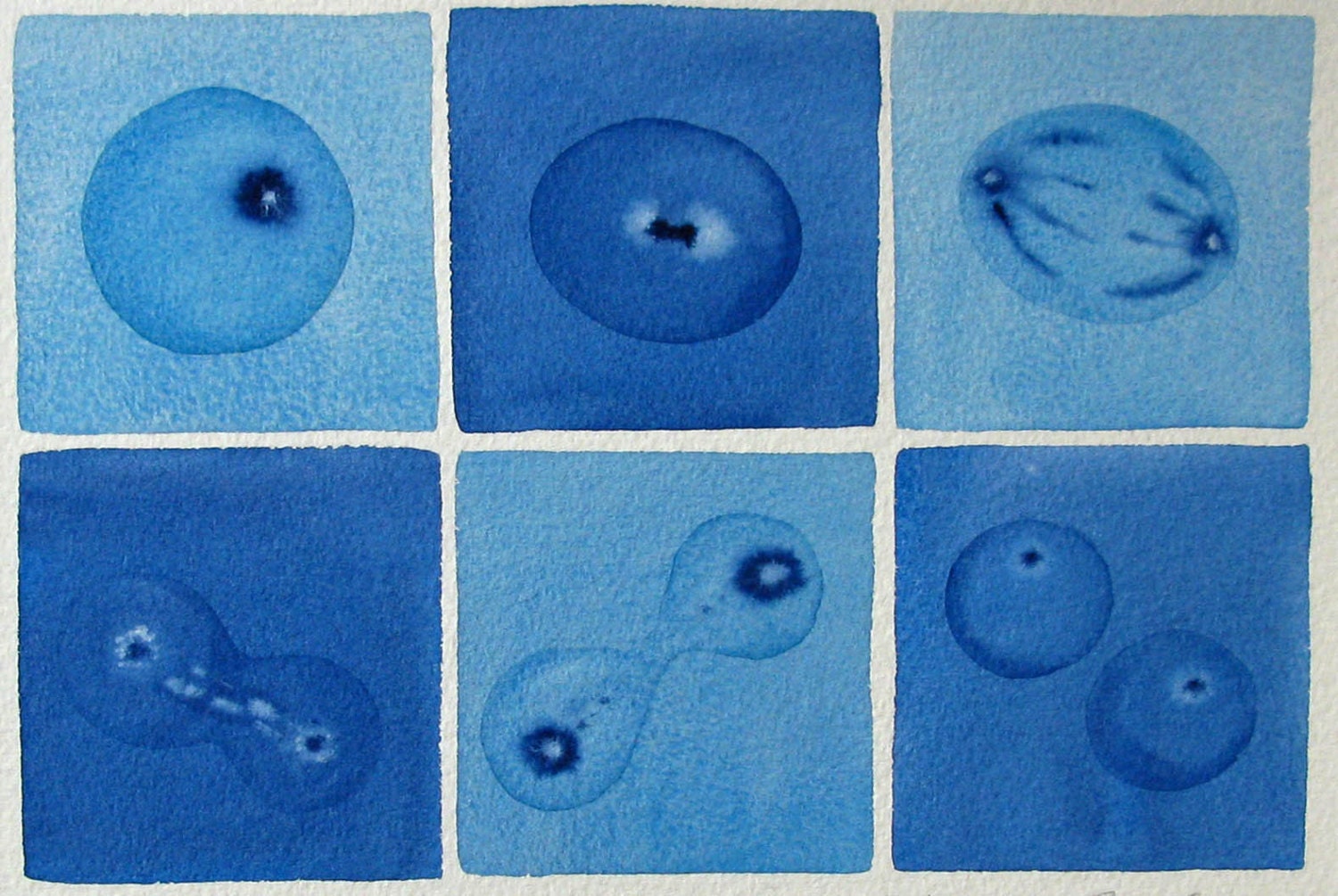 Blue Mitosis - original watercolor painting - cell division