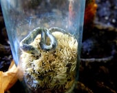 Terrarium with Grass snake