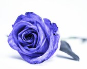 Macro Photography Flower Photograph Nature Photo Purple Rose  Modern Minimalist white  Wall Art 4x6 Fine Art Photography Print