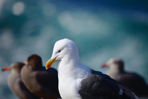 Nature Photography Bird Watching Seagull Ocean Beach Photography Blue Wall Art Home Decor 4x6 Fine Art Photography