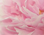 Pink Peony, vintage floral photo, botanical photo, pink petal, rose, dreamy, girls room decor, 8x8 photo