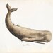 Vintage Mammal Sperm Whale Print 8x10 P220