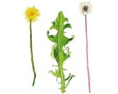 Note Cards, 100 Percent Recycled, Dandelions, Set of 6