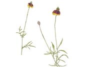 Prairie Coneflower, Note Cards, 100 Percent Recycled, Set of 6
