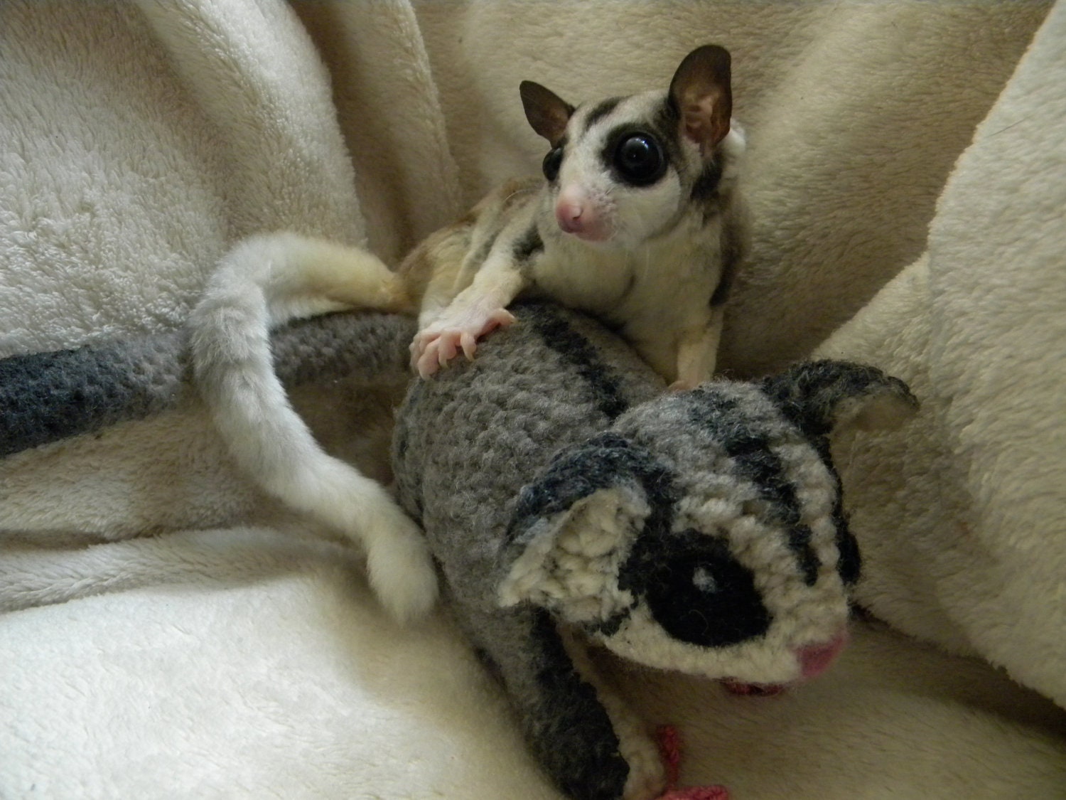Suggie Love Sugar Glider: Custom Realisitc Crochet Amigurumi Toy MADE TO ORDER
