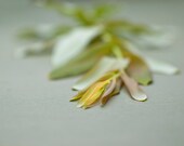 Willow photograph 8 x 10 soft greens pinks and gray relaxed