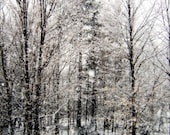 Winter Photography, White, Snow, Woodland, Black and White - 8x10 Print