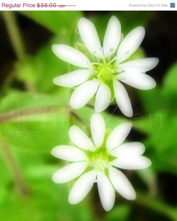 MEGA SALE Twin White Flowers Fine Art Photograph