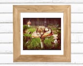 Mushroom Dreams - Luster Photo Print 5x6 / Fox Mushroom Photo Art Manipulation