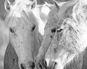 Three White Horses Confer - Fine Art Horse Photograph