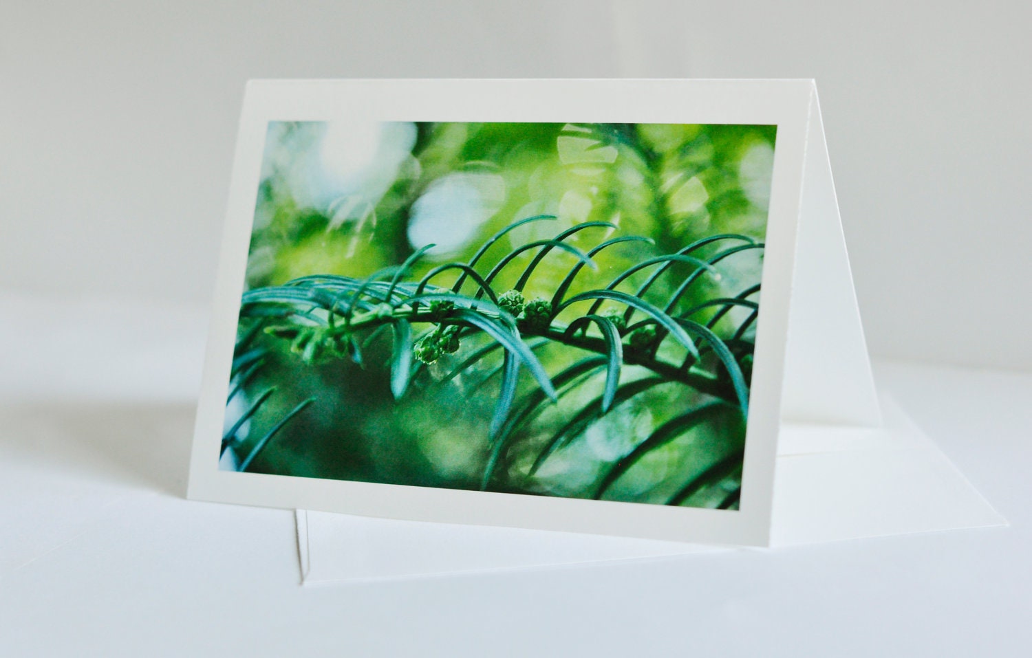 Nature photo card - 5" x 7" Blank greeting card with green pine and bokeh - wall art home decor