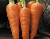 Organic Heirloom Carrot Danvers 126 Seeds