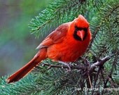 Cardinal, Animal Photography, Nature Photography, Red Male Cardinal in Pine Tree, 5x7 Bird photo