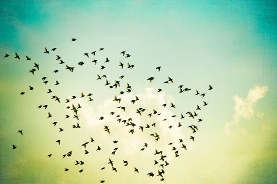 Flying Bird Photography - birds fly sky clouds flock - turquoise yellow teal green - fine art print - 8x12 Photograph, "The Great Escape"