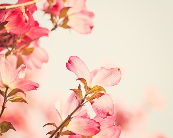Large Photography - pink flower spring blossoms floral art print dogwood salmon wall art cream red nature photography - 16x20 Photograph