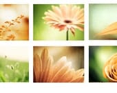 Nature Photo Set - Six 8x10, 5x7 Photographs - orange rust green white brown rustic prints gold flower floral botanical autumn fall wall art