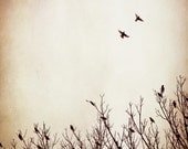 Fine Art Photography - bird wall art beige light brown neutral print - birds flying trees sky fly - nature photography - 8x8 Photograph