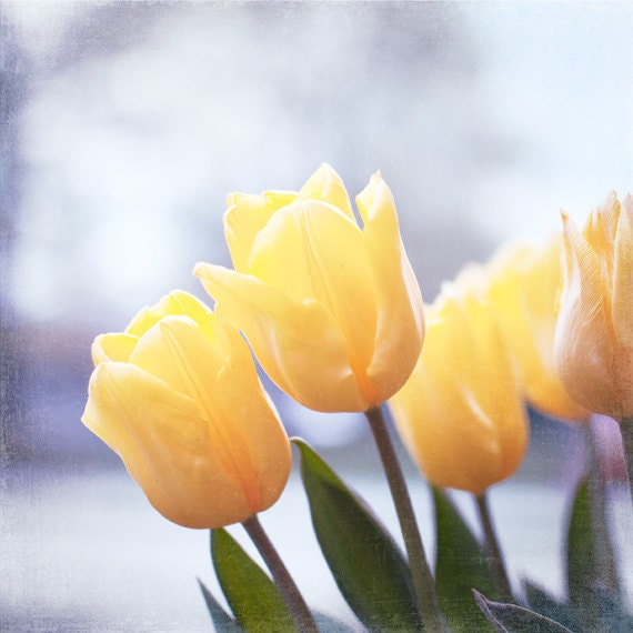 Flower Photography - spring yellow purple tulips lavender light white floral nature photo wall prints - 8x8 Photograph, "Here Comes the Sun"