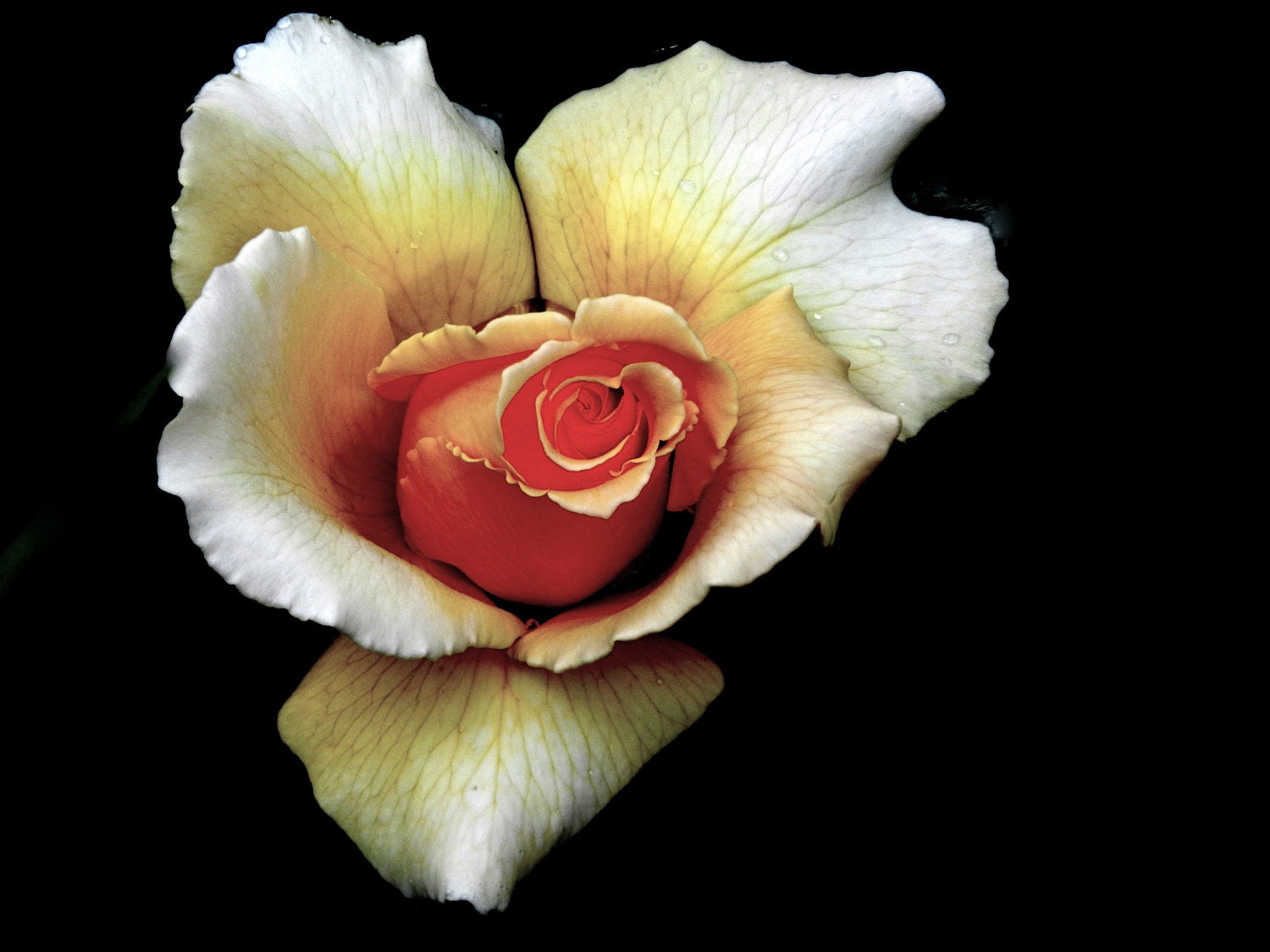 My Hearts a Rose / Macro Photography