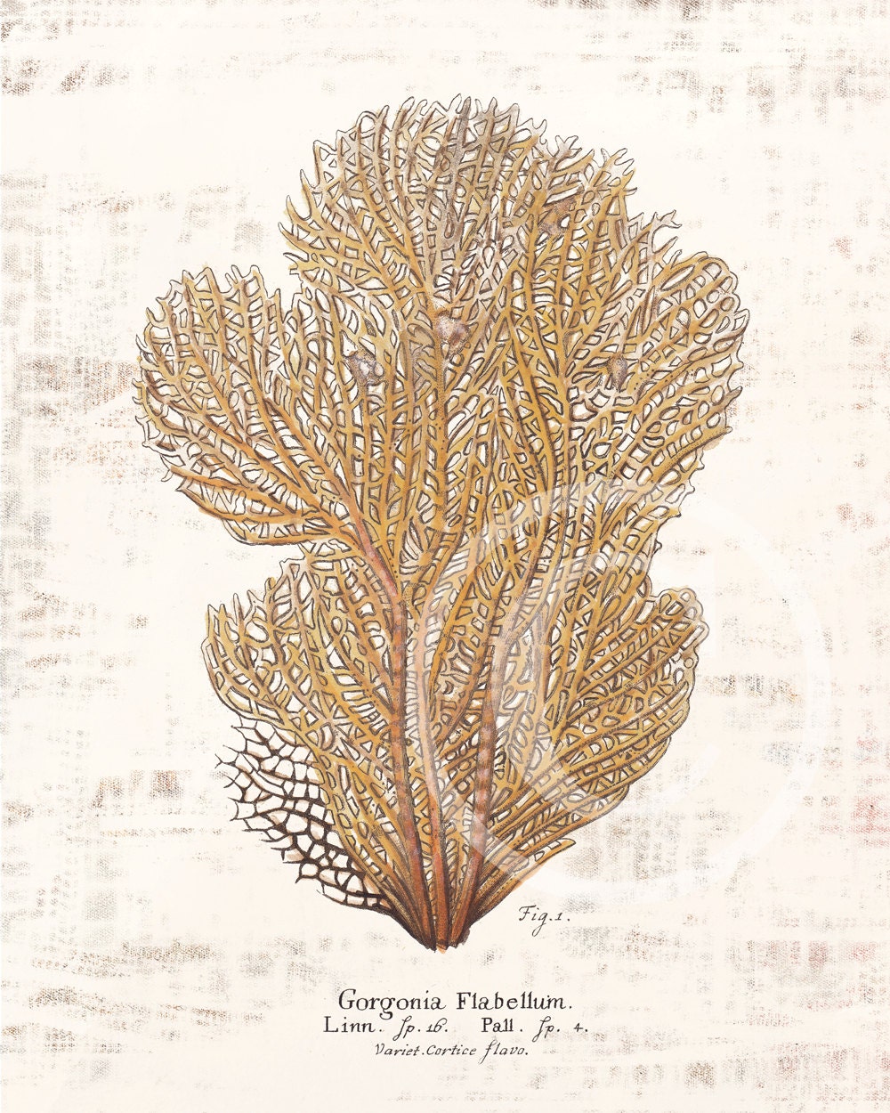 Antique Coral Art Print - 8x10 - Gorgonia Flabellum