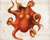 Antique Octopus Art Collage Print - 5 x 7 - Natural History - Octopus Collage 3 Home Decor