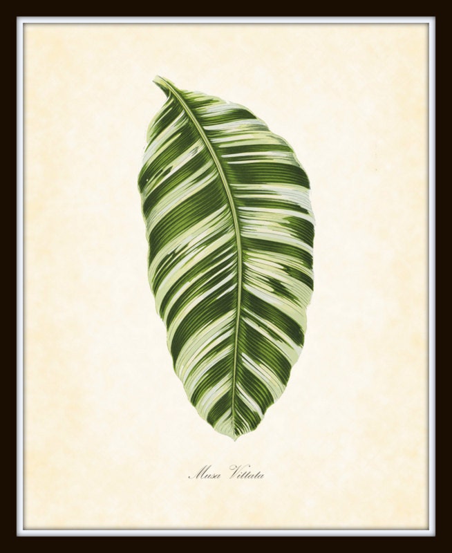Vintage Botanical Art Print Tropical Leaf Series Plate 1 Musa Vittata 8 x 10 Art Print Home Decor Wall Decor Illustration