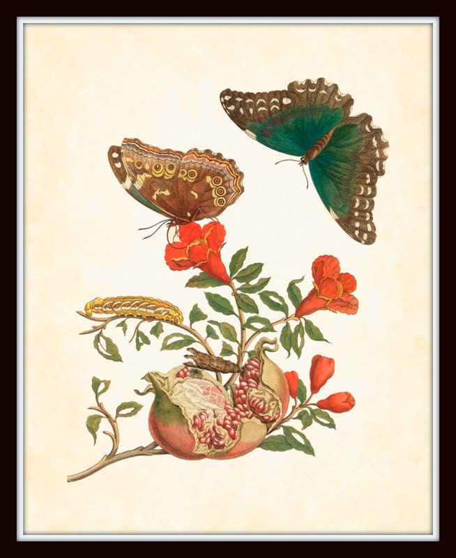 Botanical with Butterfly 1 Maria Sibylla Merian