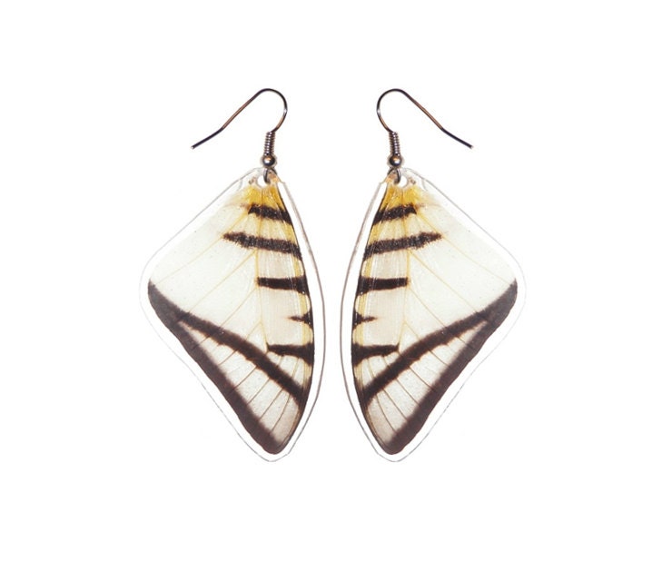 REAL butterfly wing earrings - Eurytides Agesilaus Autosilaus