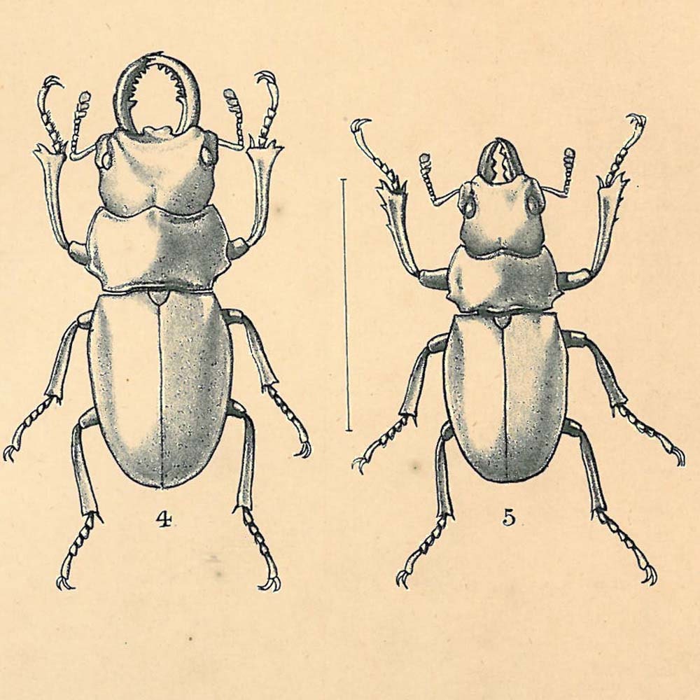 1885 Odontolabis  Antique Engraving  Scarab Beetles Art Print  Coleoptera Entomology Scientific Illustration