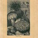 Sea Anemones Antique Engraving  Natural History Print Brehms Tierleben
