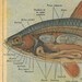 1923 Fish Anatomy Print Fresh water Teaching Vintage Illustration
