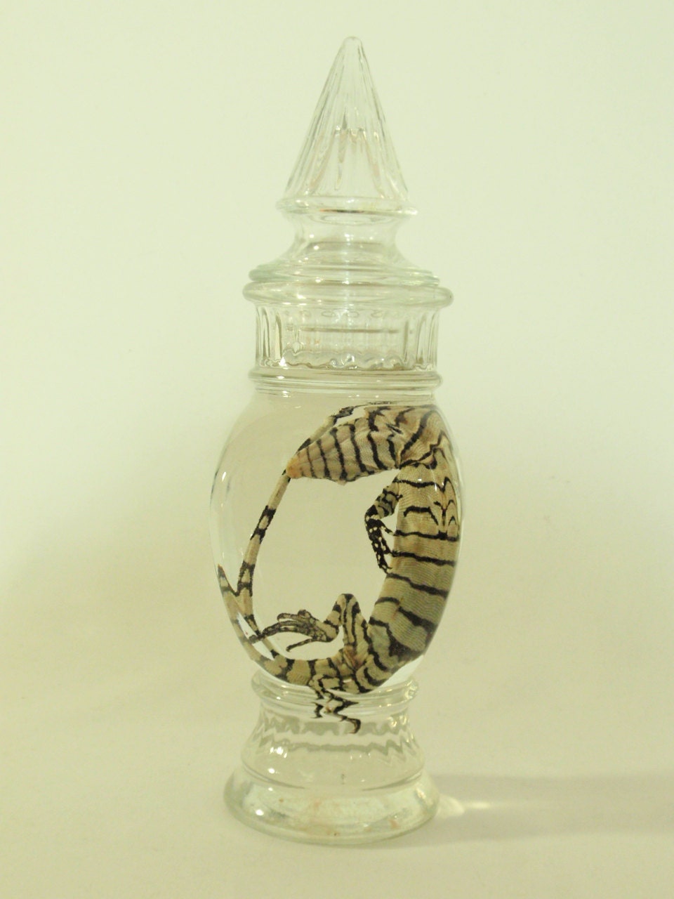 Juvenile Nile Monitor Lizard In Vintage Apothecary Jar