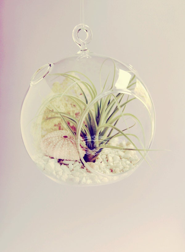 Hanging Terrarium // Air Plant in Glass Globe Wedding Favor Decor Gift DIY Minimalist Terrarium Floating tillandsia garden