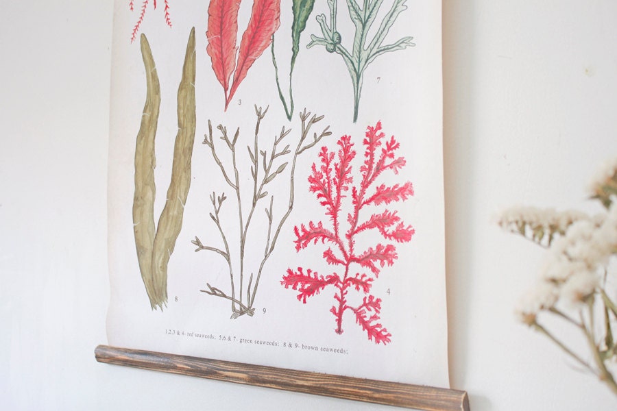 Seaweeds canvas poster - vintage educational chart illustration ALP2001