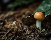 8x10 cute as a button mushroom photography, fungi, toadstool, earthy, kitchen decor, brown, forest floor, woodland fine art photo