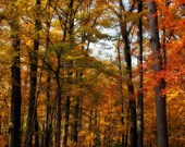 Warm, Walk, Woods, Trees, Autumn, Fall, Home Decor, Yellow, Gold, Orange, Brown, Original Fine Art Photograph, 8 x 10
