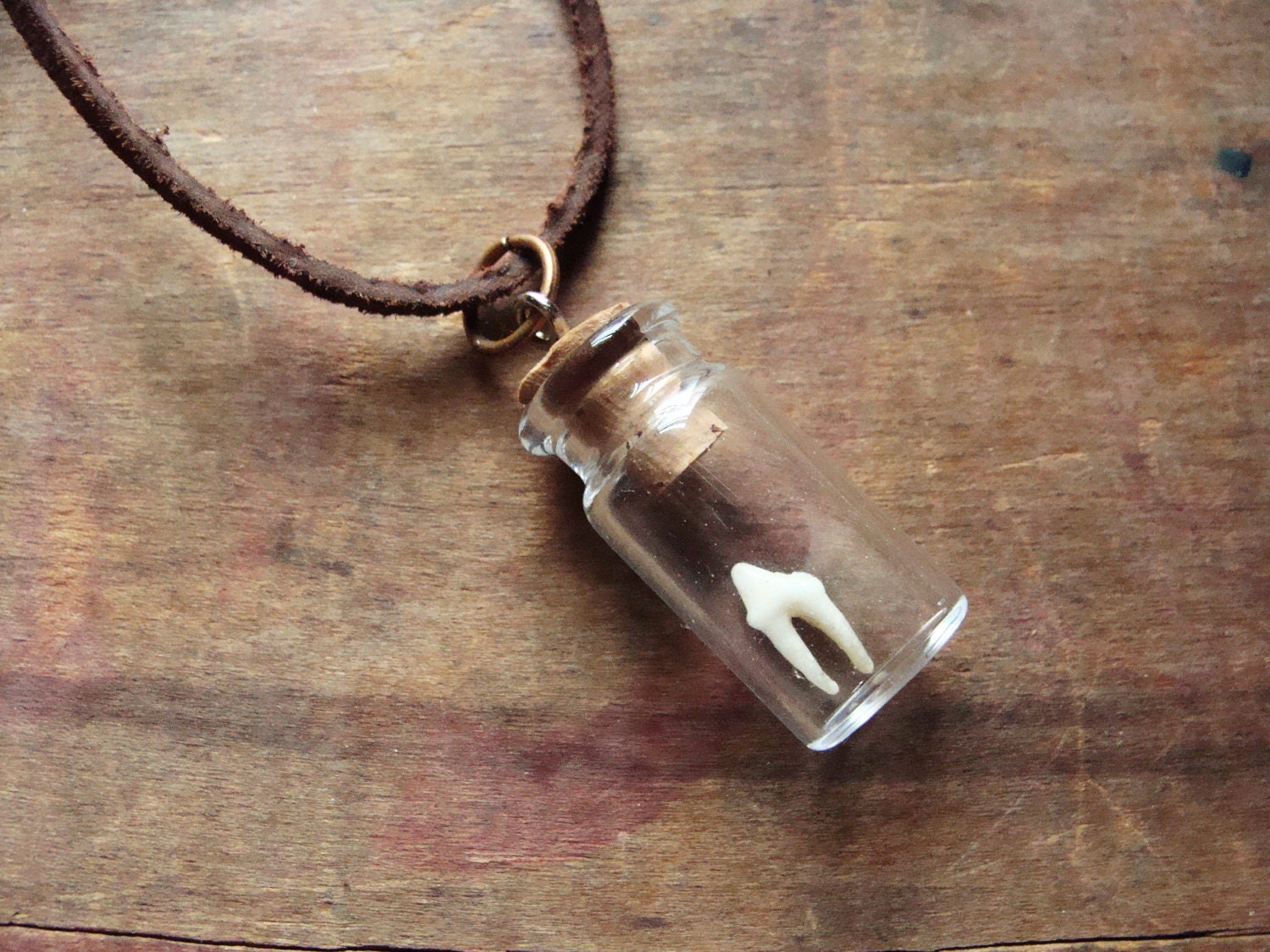 Necklace. Raccoon Tooth in Miniature Jar on Leather Chain