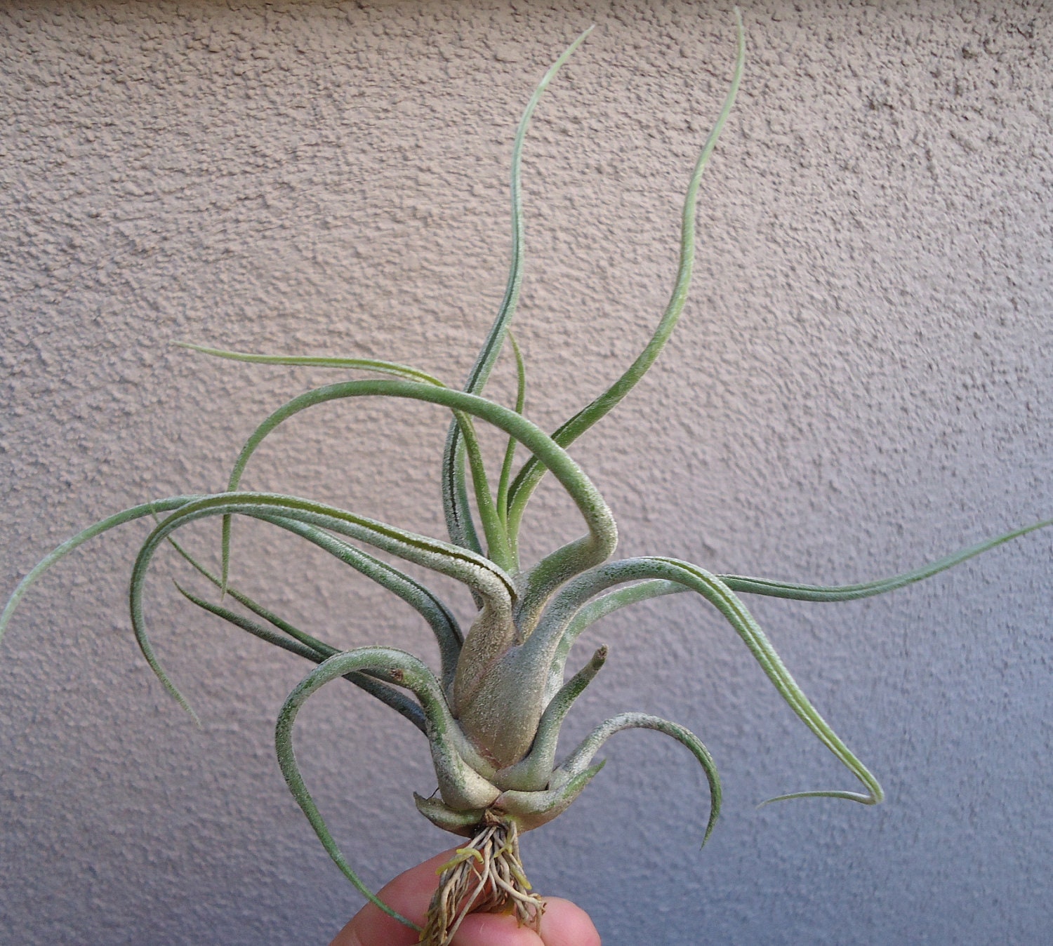Tillandsia Caput Medusae  4-5"