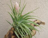 Tillandsia Stricta Stiff Gray Air Plants