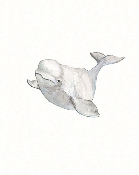 Beluga Whale / Gray / Watercolor Print