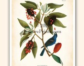 Antique FRENCH Bird Art Blue Grosbeak Print Book Plate Home Decor Wall Decor 8x10 inches