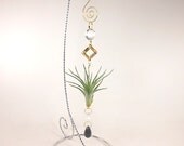 Tuxedo Air Plant Hanging Ornament Unique Gift  Elegant and Natural Gifts under 20